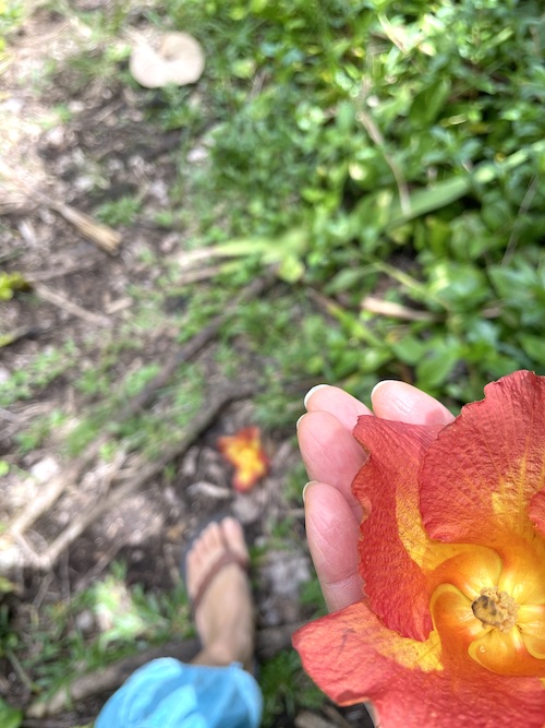 お花の画像
